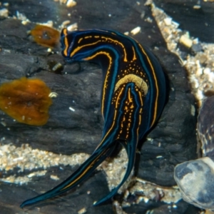 Chelidonura hirundinina at Wapengo, NSW - 24 Apr 2019