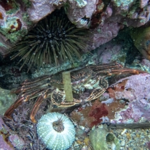 Gymnothorax prasinus at Tathra, NSW - 23 Apr 2019