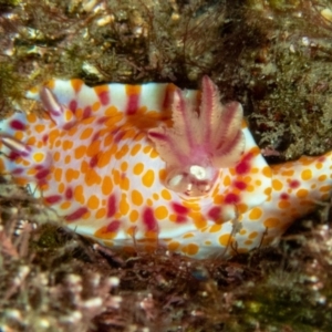 Ceratosoma amoenum at Tathra, NSW - 13 Apr 2019 01:30 PM