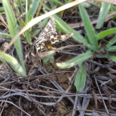 Apina callisto (Pasture Day Moth) at Hackett, ACT - 22 Apr 2019 by jpittock