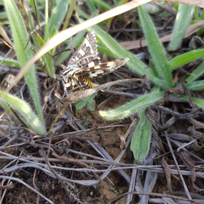 Apina callisto (Pasture Day Moth) at Yarramundi Grassland
 - 22 Apr 2019 by jpittock