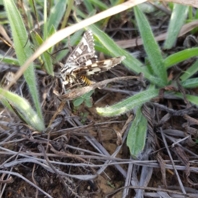 Apina callisto (Pasture Day Moth) at Yarramundi Grassland
 - 21 Apr 2019 by jpittock