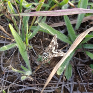 Apina callisto at Hackett, ACT - 22 Apr 2019 07:52 AM