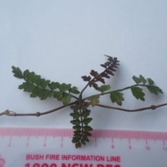 Pandorea pandorana (Wonga Wonga Vine) at Guerilla Bay, NSW - 24 Apr 2019 by lyndallh