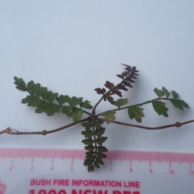 Pandorea pandorana (Wonga Wonga Vine) at Guerilla Bay, NSW - 24 Apr 2019 by lyndallh