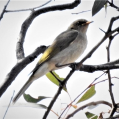 Ptilotula fusca (Fuscous Honeyeater) at Stromlo, ACT - 23 Apr 2019 by JohnBundock