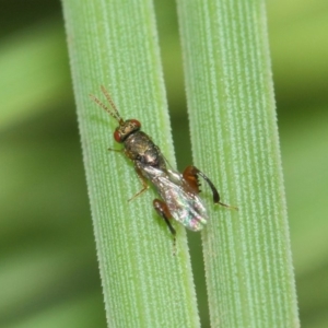 Podagrionini (tribe) at Acton, ACT - 23 Apr 2019 11:08 AM