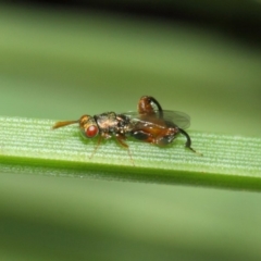 Podagrionini (tribe) at Acton, ACT - 23 Apr 2019