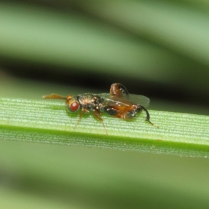 Podagrionini (tribe) at Acton, ACT - 23 Apr 2019