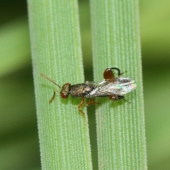 Podagrionini (tribe) at Acton, ACT - 23 Apr 2019