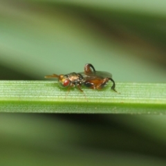 Podagrionini (tribe) at Acton, ACT - 23 Apr 2019 11:08 AM