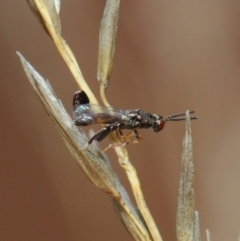 Podagrionini (tribe) (Unidentified mantis parasite wasp) at Hackett, ACT - 23 Apr 2019 by TimL