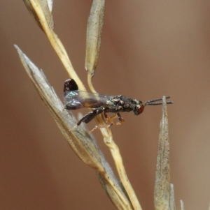 Podagrionini (tribe) at Hackett, ACT - 23 Apr 2019 11:40 AM