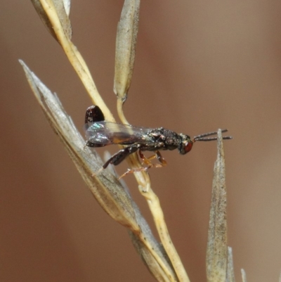 Podagrionini (tribe) (Unidentified mantis parasite wasp) at Hackett, ACT - 23 Apr 2019 by TimL