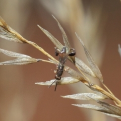 Podagrionini (tribe) at Hackett, ACT - 23 Apr 2019