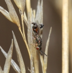 Podagrionini (tribe) at Hackett, ACT - 23 Apr 2019