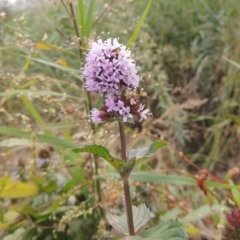 Mentha x piperita (Peppermint) at Gigerline Nature Reserve - 13 Apr 2019 by michaelb