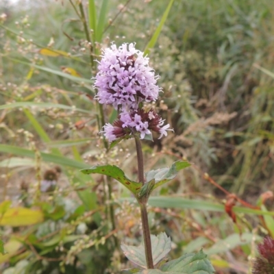 Mentha x piperita (Peppermint) at Gigerline Nature Reserve - 13 Apr 2019 by michaelb