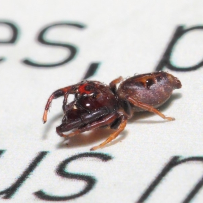 Opisthoncus parcedentatus (Jumping spider) at ANBG - 23 Apr 2019 by TimL