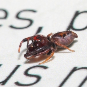 Opisthoncus parcedentatus at Acton, ACT - 23 Apr 2019