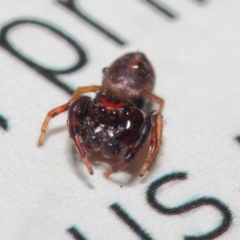 Opisthoncus parcedentatus at Acton, ACT - 23 Apr 2019