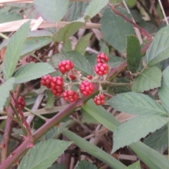 Rubus anglocandicans (Blackberry) at Tennent, ACT - 13 Apr 2019 by michaelb