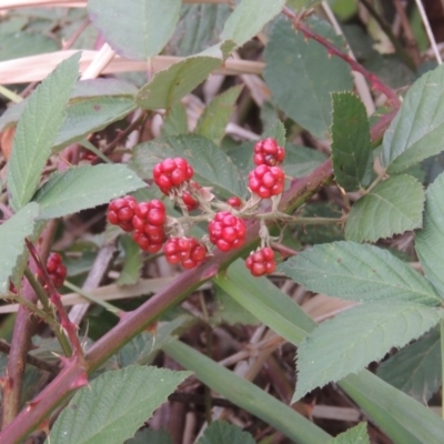 Rubus anglocandicans (Blackberry) at Gigerline Nature Reserve - 13 Apr 2019 by michaelb