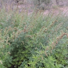 Artemisia verlotiorum (Chinese Mugwort) at Tennent, ACT - 13 Apr 2019 by MichaelBedingfield