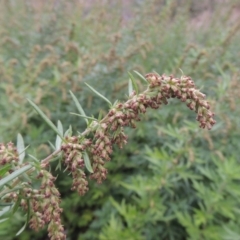 Artemisia verlotiorum at Tennent, ACT - 13 Apr 2019