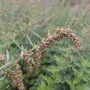 Artemisia verlotiorum at Tennent, ACT - 13 Apr 2019
