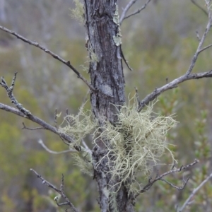 Usnea sp. (genus) at Tennent, ACT - 13 Apr 2019 07:15 PM