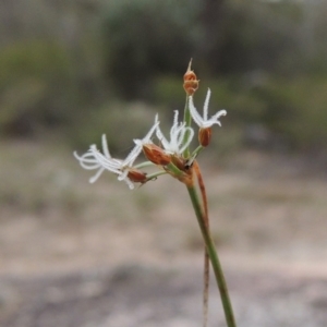 Fimbristylis dichotoma at Tennent, ACT - 13 Apr 2019