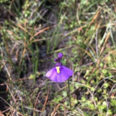 Utricularia dichotoma (Fairy Aprons, Purple Bladderwort) at Paddys River, ACT - 10 Mar 2019 by BronClarke