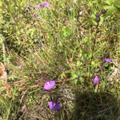 Utricularia dichotoma at Paddys River, ACT - 10 Mar 2019