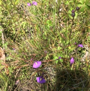 Utricularia dichotoma at Paddys River, ACT - 10 Mar 2019 11:56 AM