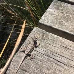 Rankinia diemensis (Mountain Dragon) at Cotter River, ACT - 10 Mar 2019 by BronClarke