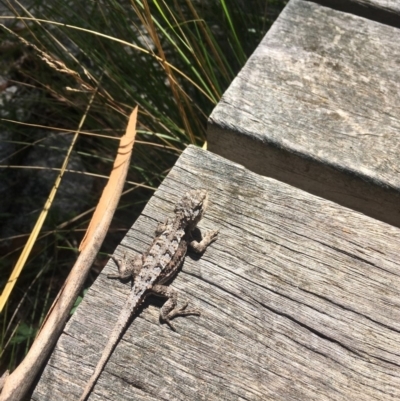 Rankinia diemensis (Mountain Dragon) at Namadgi National Park - 10 Mar 2019 by BronClarke