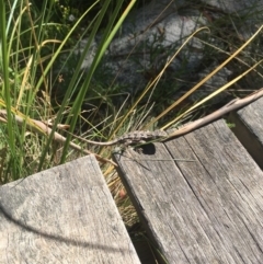 Rankinia diemensis at Cotter River, ACT - 10 Mar 2019