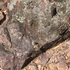 Pogona barbata (Eastern Bearded Dragon) at Black Mountain - 2 Apr 2019 by BronClarke
