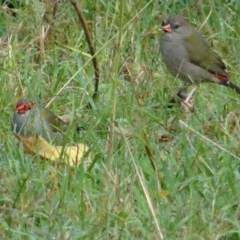 Neochmia temporalis (Red-browed Finch) at Broulee, NSW - 24 Apr 2019 by LisaH