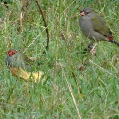 Neochmia temporalis (Red-browed Finch) at Broulee Moruya Nature Observation Area - 24 Apr 2019 by LisaH