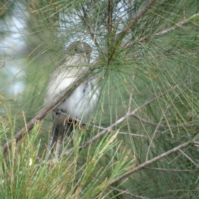 Acanthiza pusilla (Brown Thornbill) at Broulee Moruya Nature Observation Area - 24 Apr 2019 by LisaH