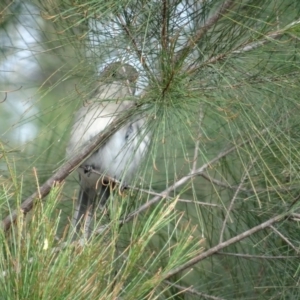 Acanthiza pusilla at Moruya, NSW - 25 Apr 2019