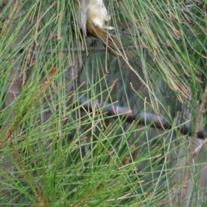 Acanthiza pusilla at Moruya, NSW - 25 Apr 2019