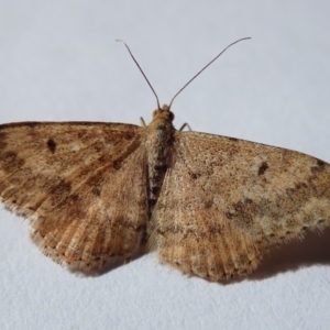 Scopula rubraria at Spence, ACT - 25 Apr 2019