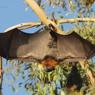 Pteropus poliocephalus (Grey-headed Flying-fox) at Pambula, NSW - 14 Apr 2019 by JulesPhotographer