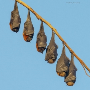 Pteropus poliocephalus at Pambula, NSW - 15 Apr 2019 08:08 AM