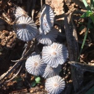 Parasola sp. (genus) at Griffith, ACT - 25 Apr 2019