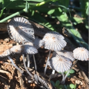 Parasola sp. (genus) at Griffith, ACT - 25 Apr 2019