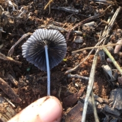 Parasola sp. (genus) at Griffith, ACT - 25 Apr 2019 09:29 AM